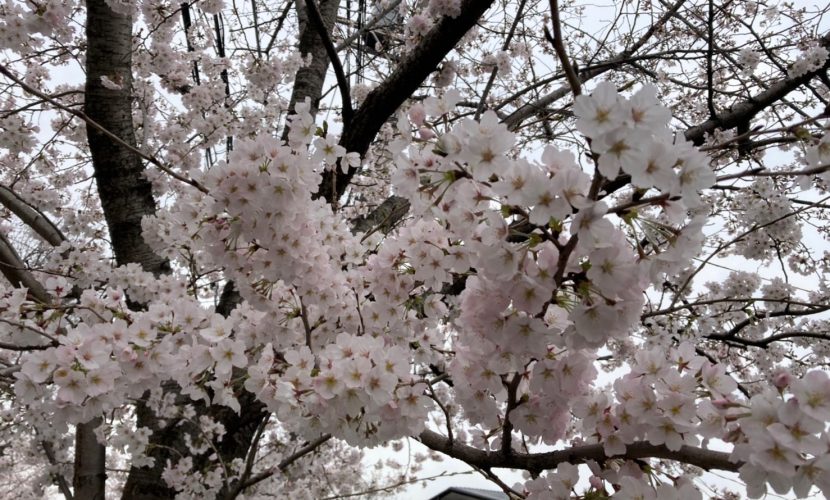 花見月 みつわの郷 マウントバード グループホーム サービス付き高齢者向け住宅